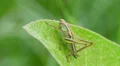 Roesel's Katydid (Metrioptera roeselii) Nymph 1 HD Footage