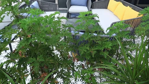 Roff garden in apartament Stock Footage 208964896