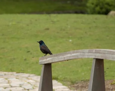 RogerWms6467 Stock Photos