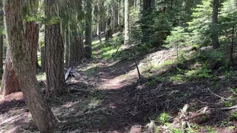 Rogue Umpqua Divide Wilderness: backpacking through forest with moss on tree Video stock 329453476