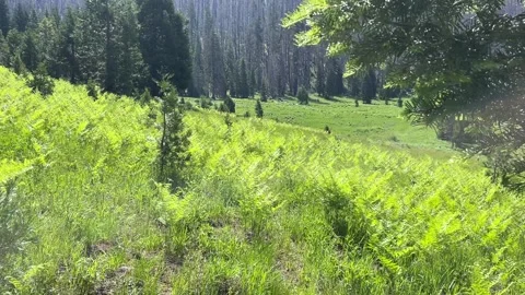 Rogue Umpqua Divide Wilderness: backpacking through a meadow Stock Footage 329453485