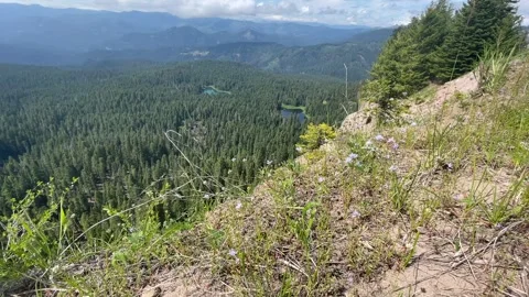 Rogue Umpqua Divide Wilderness: bee lands on flowers above Cliff Lake Stock-Footage 329453486