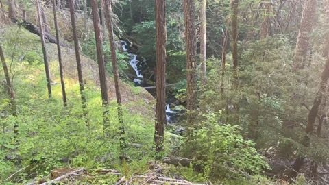 Rogue Umpqua Divide Wilderness: Fish Lake Creek Video stock 329453463