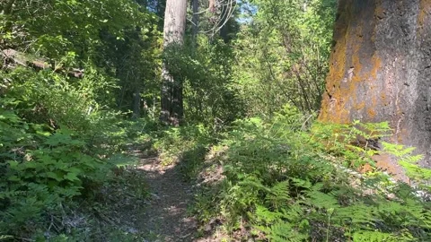 Rogue Umpqua Divide Wilderness: Fish Lake Trail Stock Footage 329453464