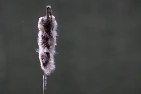 Rohrkolben Stock Photos