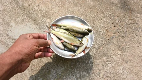 Rohu fish. Stock Footage 263812186