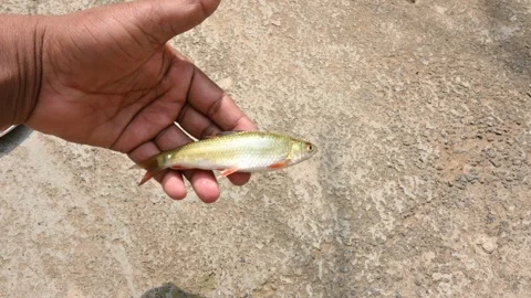 Rohu fish. Vídeos de archivo 263812255