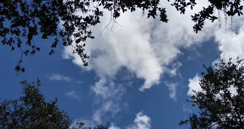 Roiling clouds drift thru frame of oak canopy with vibrant blue sky background Stock Footage 137424842