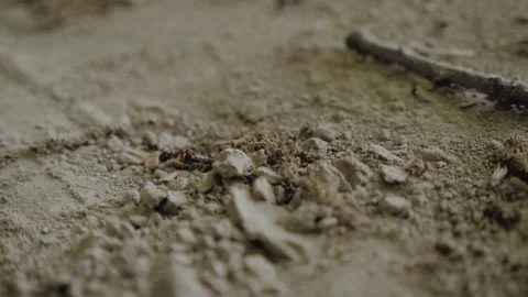 Rolik 1.16 Stock Footage 194498504