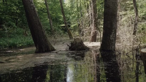 Rolik 1.17 Stock Footage 194498569