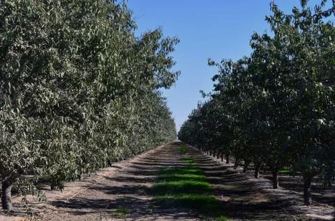A roll of almond trees Foto stock