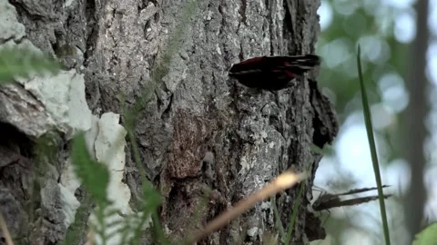 Roll call butterflies.Flutter gentle creatures around the tree bark. 動画素材 102936933