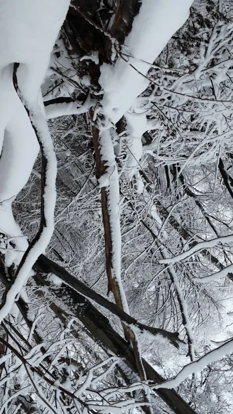 Roll Camera Movement Of Snow Covered Forest Tree In Winter Day Vidéo 329559459