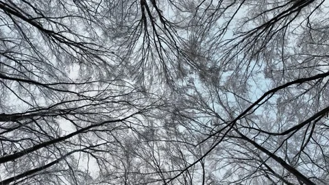 Roll Camera Movement Of Snowy Tree Canopy In Winter Forest Stock Footage 329231513