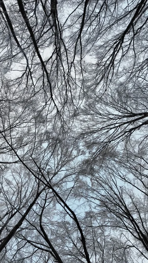 Roll Camera Movement Of Snowy Tree Canopy In Winter Forest Stock Footage 337404603