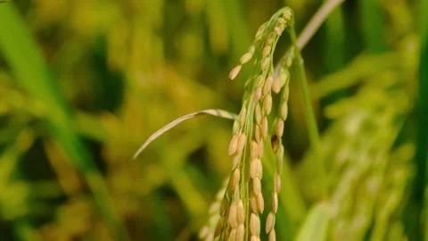 Roll Up close up Paddy Stock Footage 276281904