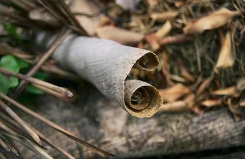 Roll from a dry leaf Stock Photos