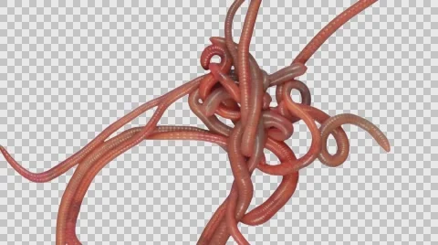 Roll of earthworms with alpha channel | Stock Video | Pond5