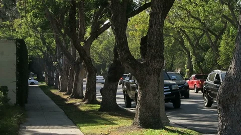 A roll of elm trees between the sidewalk and the road. Vidéo 112768097