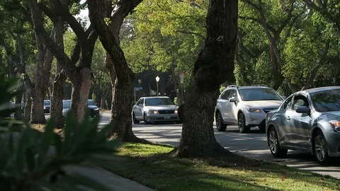 A roll of elm trees between the sidewalk and the road.  Traffic gose by, Stock Footage 112768503