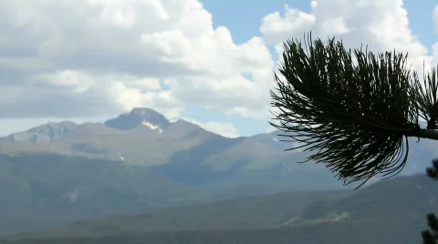 Roll Focus Branch to Mountain Stock Footage 810335