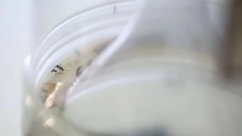 Roll focus over mosquitos sitting on a glass beaker Stock Footage 76203904