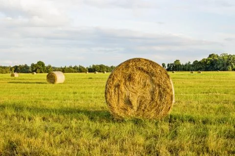 Roll of hay Stock Photos
