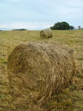 Roll of hay Stock Photos