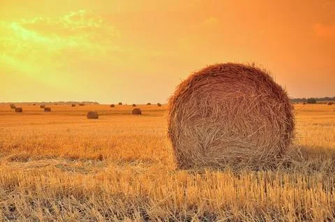 Roll packed hay on field Stock Photos