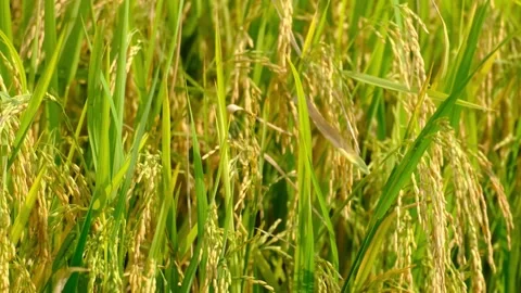 Roll Up Paddy Stock Footage 276281905
