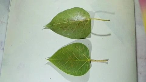 Roll the paint roller onto the Bodhi leaf. Stock Footage 119018326