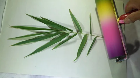Roll the paint roller over the bamboo leaves. Stock Footage 119018480