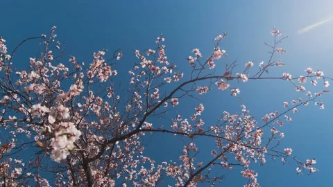 Roll Shot of Apricot tree LOG Видео 136404072