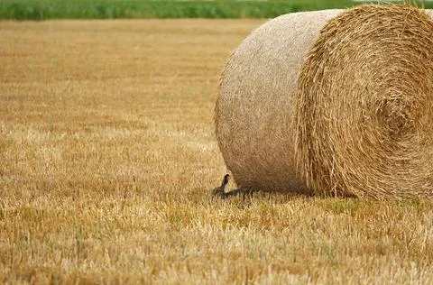 Roll of straw on the cropped field, next to which is a hare Stock Photos