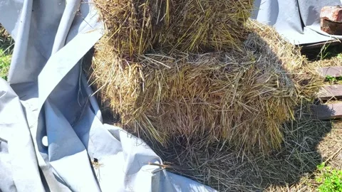 Roll of straw or a haystack in the farm. Rural life. Video stock 285694941
