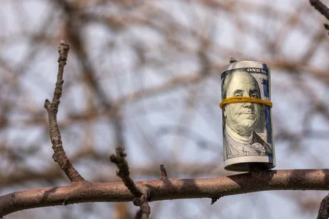 Roll of us dollars hanging on a tree branch Stock Photos