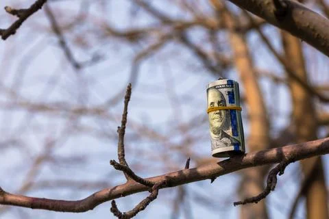 Roll of us dollars hanging on a tree branch Stock Photos