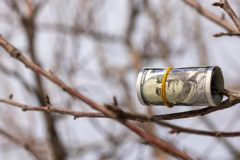 Roll of us dollars hanging on a tree branch Stock Photos