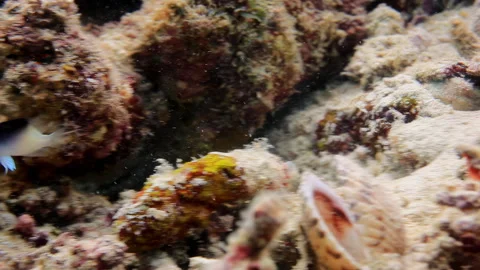 Rollands Damselfish Moving Actively on Coral Reef Stock Footage 346569318