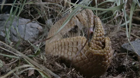 Rolled up armadillo eating on his back using his defence mechanism 库存影片 151483485