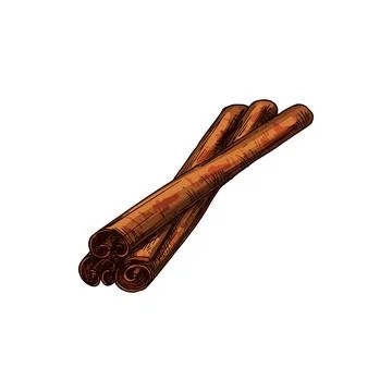 Rolled cinnamon sticks isolated culinary condiment Stock Illustration
