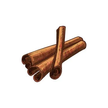 Rolled cinnamon sticks isolated culinary condiment Stock Illustration