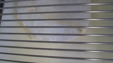 Rolled the dough on the machine Stock Footage 81283993