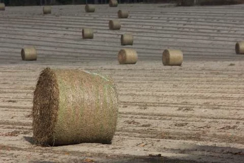 Rolled hay bale Photos