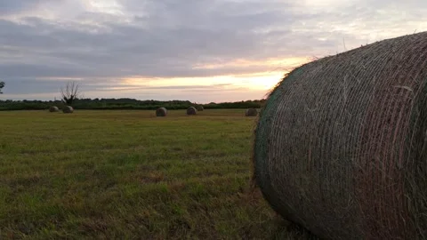 Rolled hay bales lie on a cut field at sunset, wrapped tightly in netting a.. Stock Footage 313607903