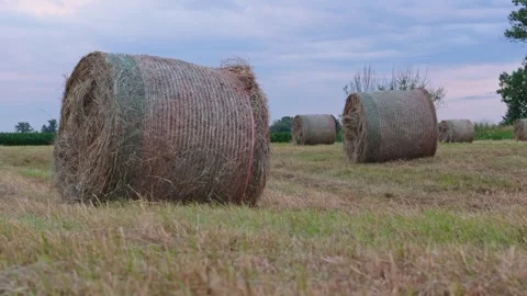 Rolled hay bales lie on a cut field at sunset, wrapped tightly in netting a.. Video stock 313610467