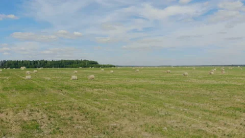 Rolled hay is on a big field. Stock Footage 92065902