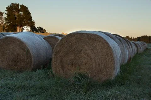 Rolled hay Foto stock
