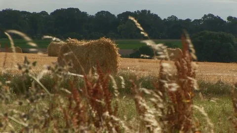 Rolled up haystack in field with forest in background Normandy, France Stock Footage 101208522