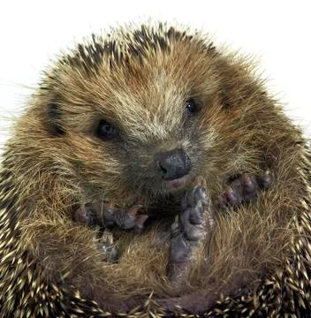 Rolled-up hedgehog portrait Stock Photos
